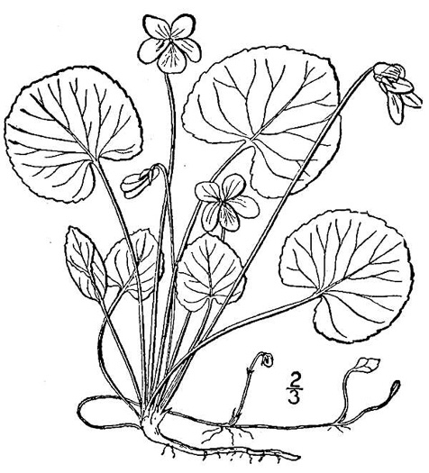 drawing of Viola minuscula, Wild White Violet, White Marsh Violet