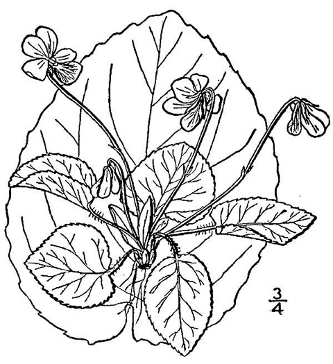 drawing of Viola rotundifolia, Roundleaf Yellow Violet, Early Yellow Violet