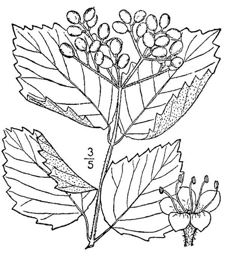 drawing of Viburnum scabrellum, Southern Arrowwood