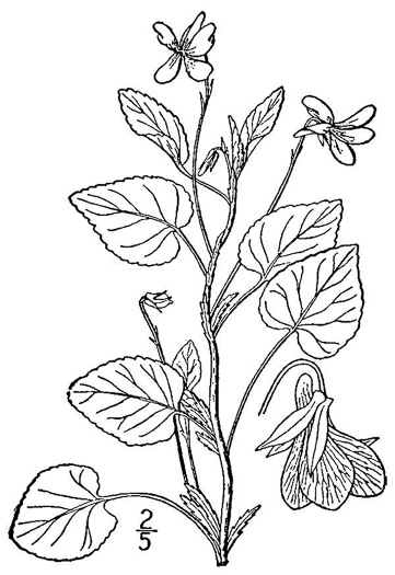 drawing of Viola striata, Pale Violet, Creamy Violet, Striped Cream Violet