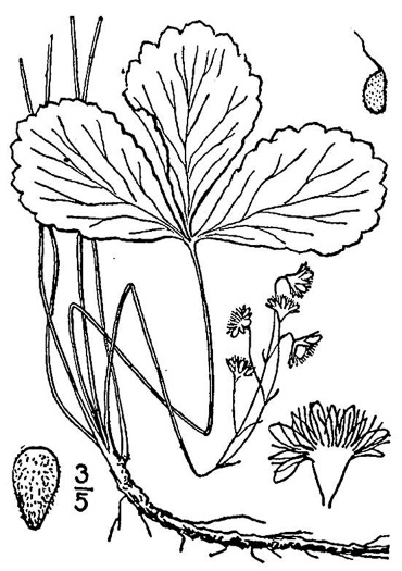 drawing of Waldsteinia doniana, Southern Barren Stawberry