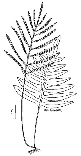 image of Lorinseria areolata, Netted Chain-fern, Net-veined Chainfern
