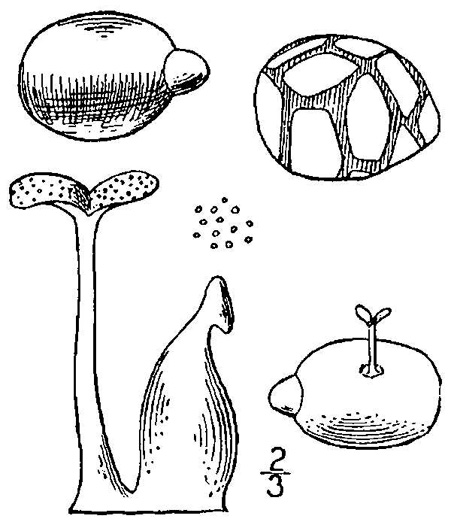 drawing of Wolffia columbiana, Colombian Watermeal