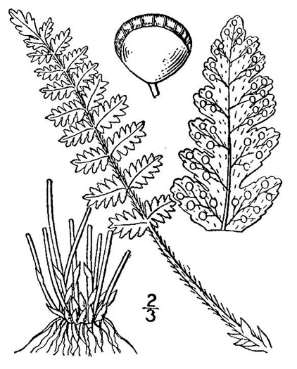 image of Woodsia ilvensis, Rusty Cliff Fern, Rusty Woodsia