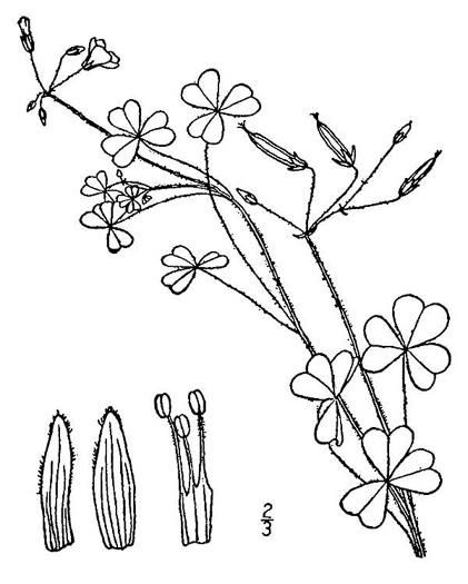 drawing of Oxalis dillenii, Southern Yellow Wood-sorrel, Slender Yellow Wood-sorrel