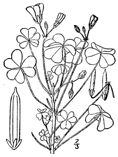 drawing of Oxalis stricta, Common Yellow Wood-sorrel
