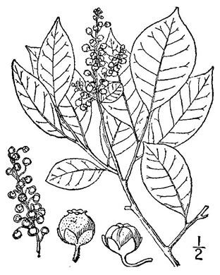 drawing of Lyonia ligustrina var. ligustrina, Northern Maleberry, He-huckleberry