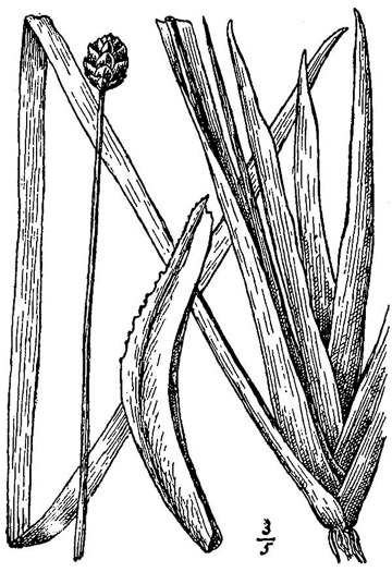 drawing of Xyris smalliana, Small's Yellow-eyed-grass