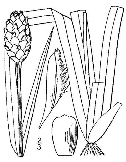 drawing of Xyris fimbriata, Giant Yellow-eyed-grass