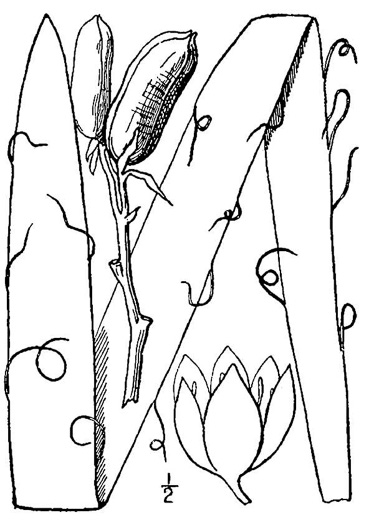 drawing of Yucca filamentosa, Beargrass, Spoonleaf Yucca, Curlyleaf Yucca, Adam's Needle