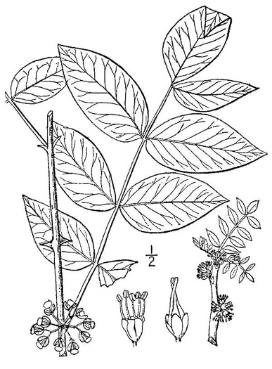 drawing of Zanthoxylum americanum, Prickly-ash, Toothache Tree, Northern Prickly-ash