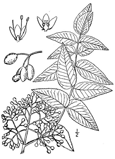 image of Zanthoxylum clava-herculis, Toothache Tree, Hercules-club, Sea-ash, Southern Prickly-ash