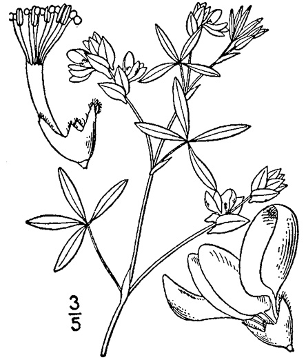 image of Zornia bracteata, Viperina, Zornia