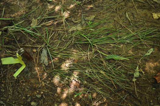 image of Isoetes hyemalis, Wintergreen Quillwort, Winter Quillwort, evergreen quillwort