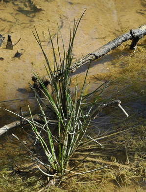 image of Isoetes melanopoda ssp. sylvatica, Eastern Blackfoot Quillwort