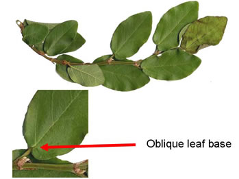 image of Ficus pumila, Climbing Fig, Creeping Fig