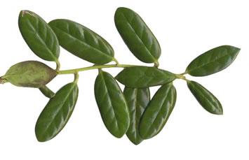 image of Ilex cornuta, Chinese Holly, Burford Holly
