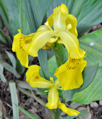 image of Iris pseudacorus, Yellow Flag, Water Flag, Yellow Iris