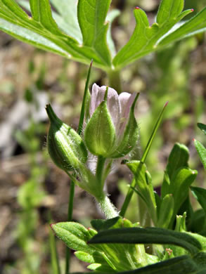 image of Geranium carolinianum, Carolina Cranesbill