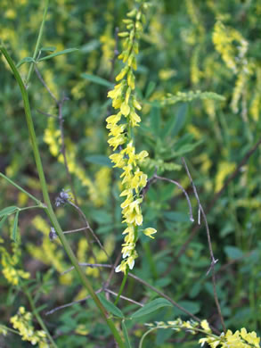 image of Melilotus officinalis, Yellow Sweetclover, Yellow Melilot, Ribbed Melilot
