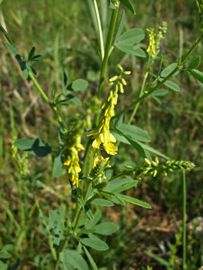 image of Melilotus officinalis, Yellow Sweetclover, Yellow Melilot, Ribbed Melilot