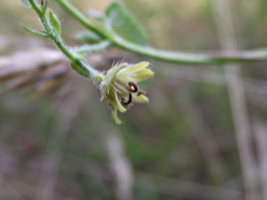 image of Tragia urticifolia, Nettleleaf Noseburn, Tragia