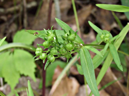 image of Houstonia longifolia var. compacta, Longleaf Bluet