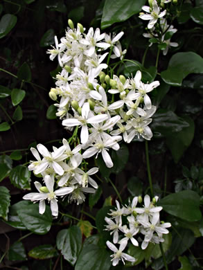 image of Clematis terniflora, Sweet Autumn Clematis, Yam-leaved Clematis, Sweet Autumn Virgin's Bower, Japanese Virgin's-bower