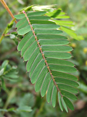 Chamaecrista nictitans var. nictitans, Sensitive Partridge-pea, Common Sensitive-plant