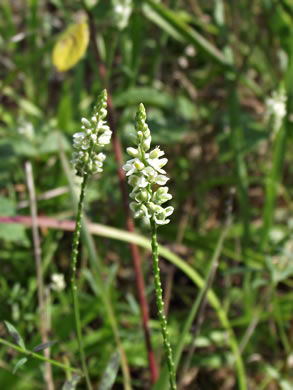 image of Polygala verticillata +, Whorled Milkwort