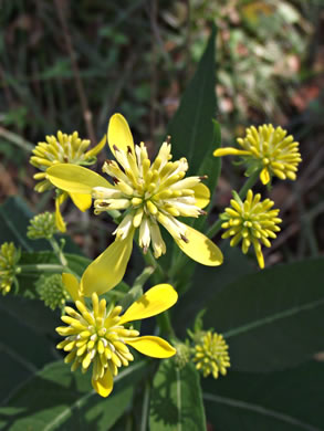 image of Verbesina alternifolia, Common Wingstem