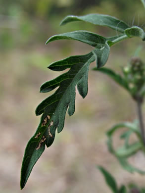 image of Ambrosia artemisiifolia, Annual Ragweed, Common Ragweed, Hogweed