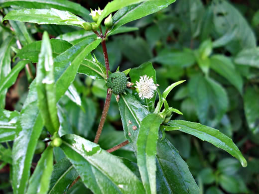 image of Eclipta prostrata, Eclipta, Pie-plant, Yerba-de-tajo, false daisy