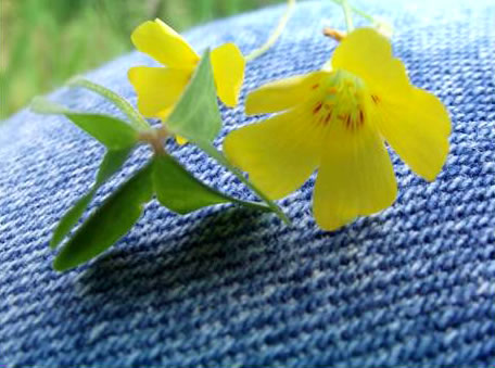 image of Oxalis colorea, Small's wood-sorrel, Tufted Yellow Wood-sorrel, (NOT Sadie Price’s Yellow Wood-sorrel)