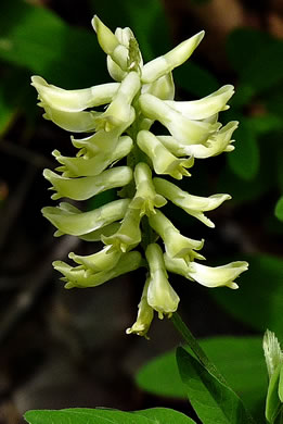 image of Astragalus canadensis var. canadensis, Canada Milkvetch