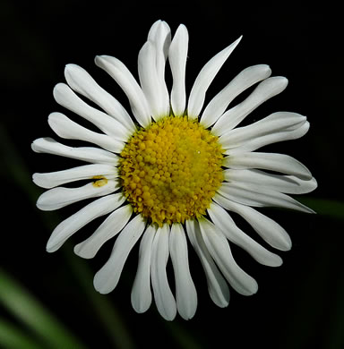 image of Astranthium integrifolium, Eastern Western-daisy, Entireleaf Western-daisy