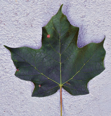 Acer nigrum, Black Maple