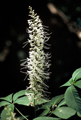 image of Aesculus parviflora, Bottlebrush Buckeye