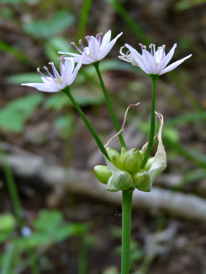 image of Allium canadense, Wild Onion, Meadow Garlic
