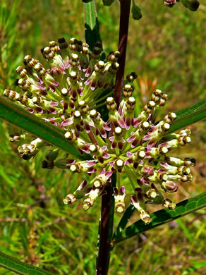 image of Asclepias hirtella, Barrens Milkweed