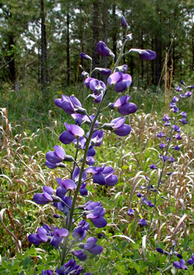 image of Baptisia aberrans, Eastern Prairie Blue Wild Indigo, Glade Wild Indigo, Glade Blue Wild Indigo, Glade Blue Baptisia