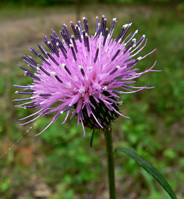 Cirsium carolinianum, Carolina Thistle, Spring Thistle, Soft Thistle, Prairie Thistle