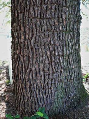 image of Cedrus deodara, Deodar Cedar