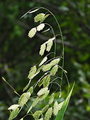 image of Chasmanthium latifolium, River Oats, Northern Sea Oats, Fish-on-a-stringer, Indian Woodoats