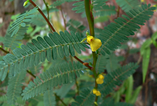 image of Chamaecrista nictitans var. nictitans, Sensitive Partridge-pea, Common Sensitive-plant