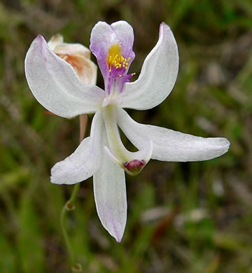 image of Calopogon pallidus, Pale Grass-pink