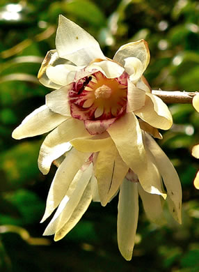 image of Chimonanthus praecox, Wintersweet