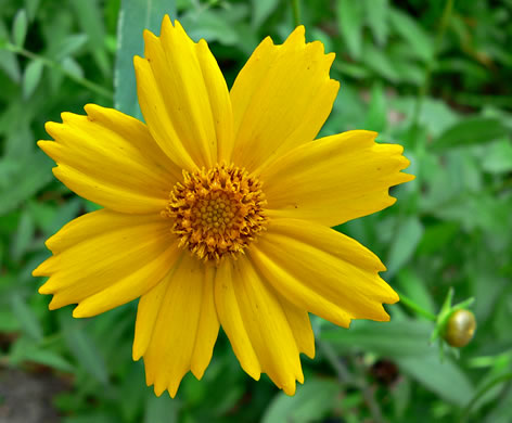 image of Coreopsis pubescens var. pubescens, Common Hairy Coreopsis, Star Tickseed