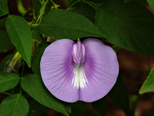 image of Centrosema virginianum var. virginianum, Climbing Butterfly-pea, Spurred Butterfly-pea