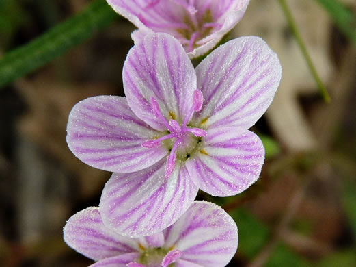 image of Claytonia virginica var. virginica, Spring-beauty